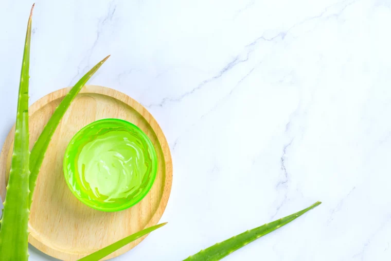 aloe vera for evryone contreindication de son usage