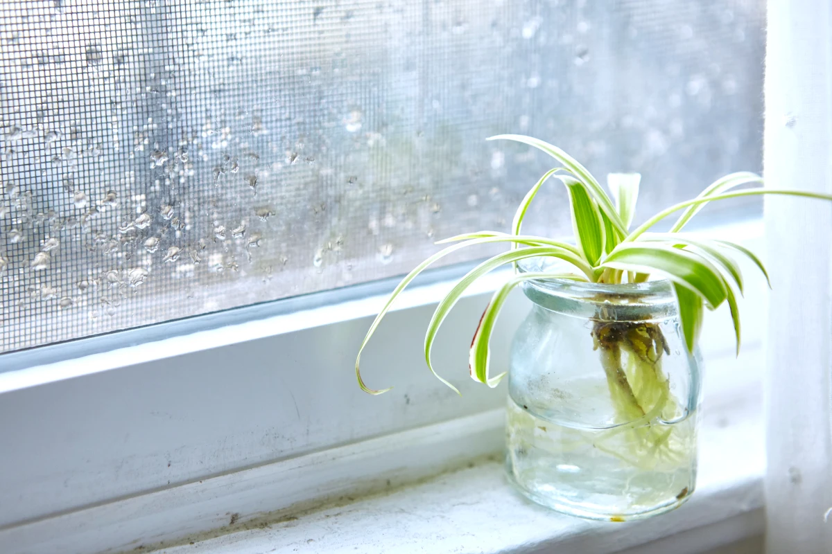 comment purifier l air de la maison plante verte devant une fentre