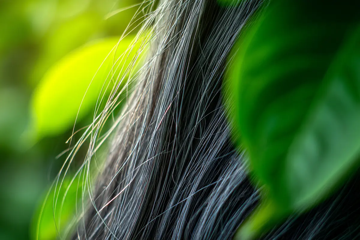 adieu cheveux blancs la science a trouvy comment inverser le processus 2
