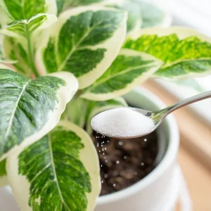 bicarbonate pour plantes lastuce simple qui change tout