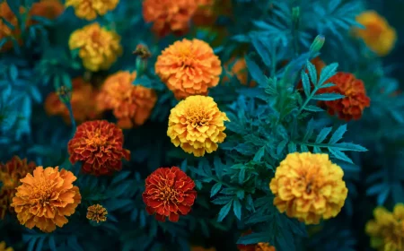 cueillez les jetez les au seau les nuisibles fuiront le jardin