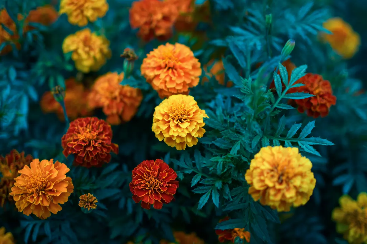 cueillez les jetez les au seau les nuisibles fuiront le jardin