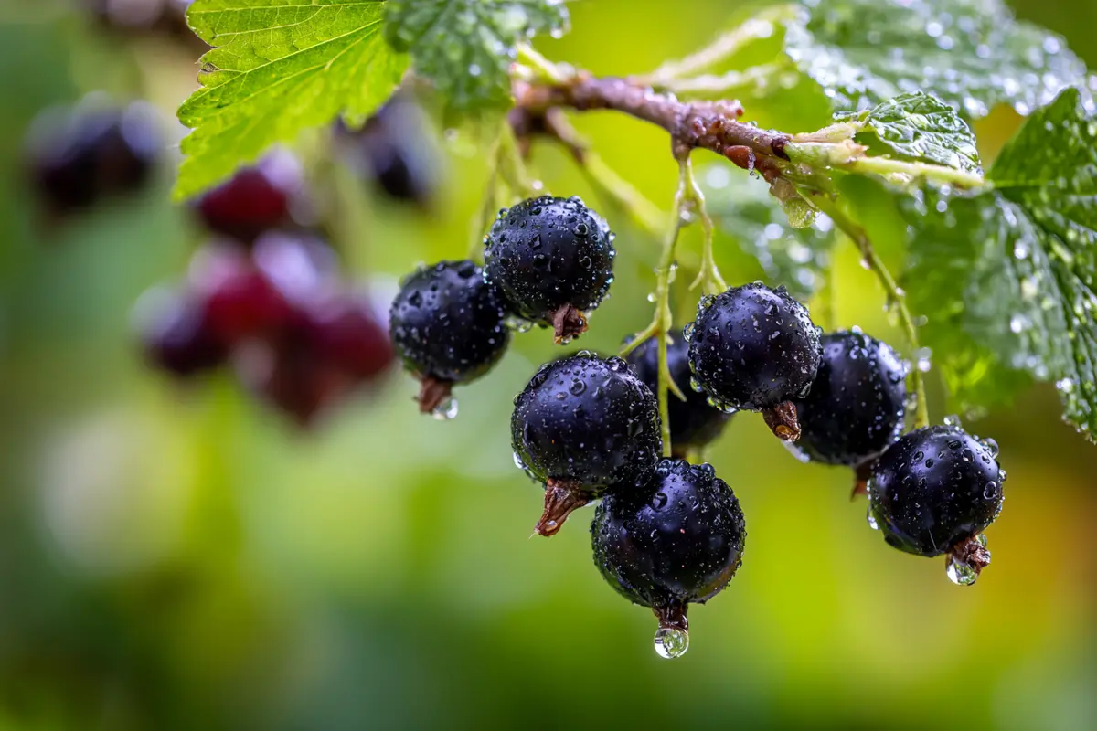 le fruitier secret que les jardiniers malins plantent en aoyt