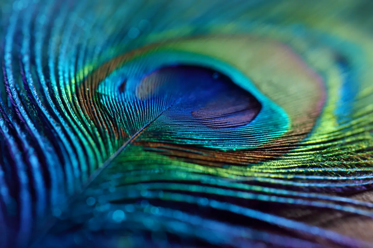 le laser naturel insoupyonny de la plume de paon 2