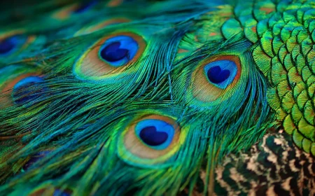 le laser naturel insoupyonny de la plume de paon