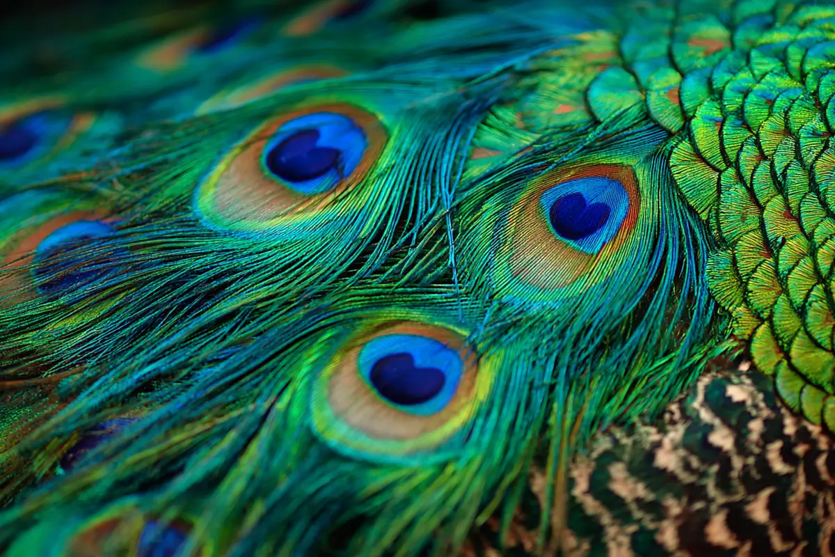 le laser naturel insoupyonny de la plume de paon