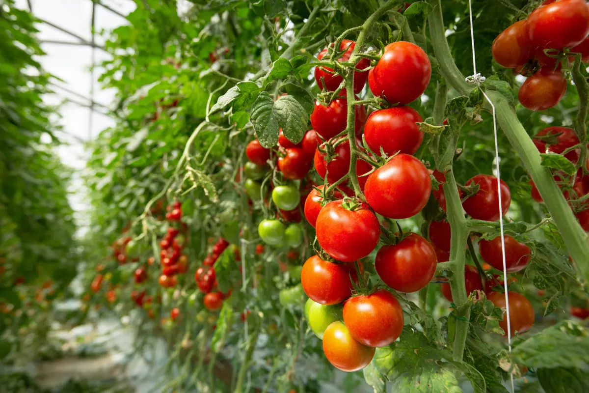 le secret des tomates plus sucryes lastuce zyro dychet