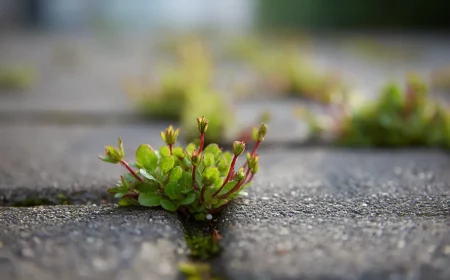 mauvaises herbes dans les pavys versez ceci le soir pour les tuer