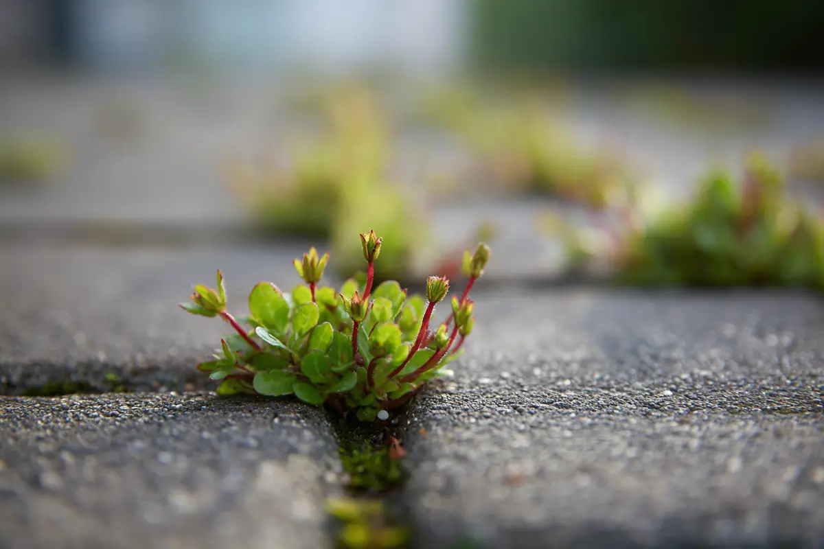 mauvaises herbes dans les pavys versez ceci le soir pour les tuer