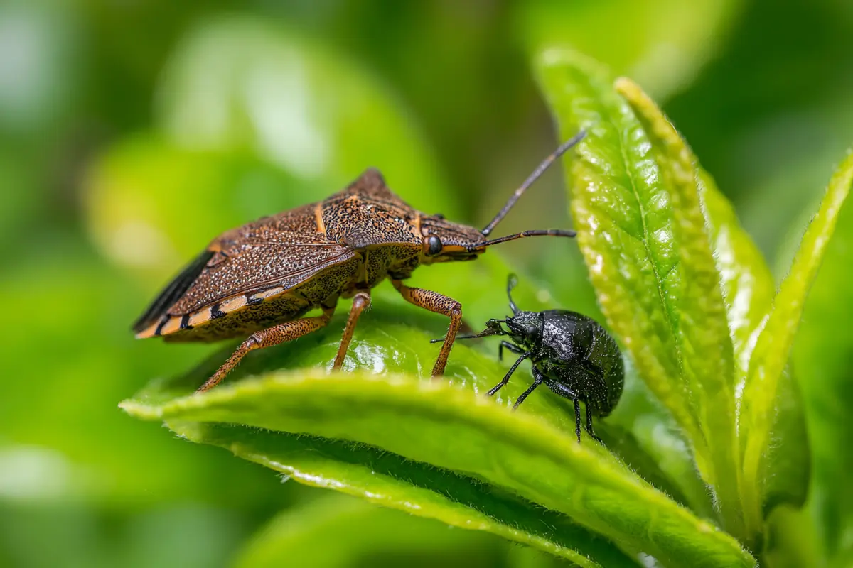 nachetez plus ces plantes elles attirent les punaises chez vous