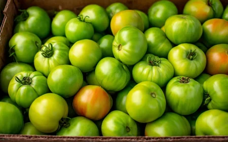 tomates encore vertes lastuce simple pour les faire rougir