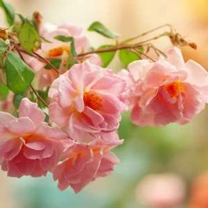 une cuillyre de cette poudre suffit y protyger vos rosiers des maladies
