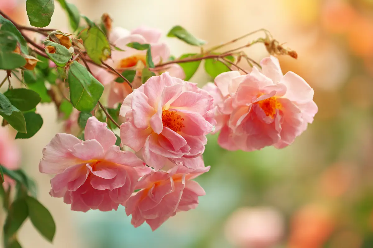 une cuillyre de cette poudre suffit y protyger vos rosiers des maladies