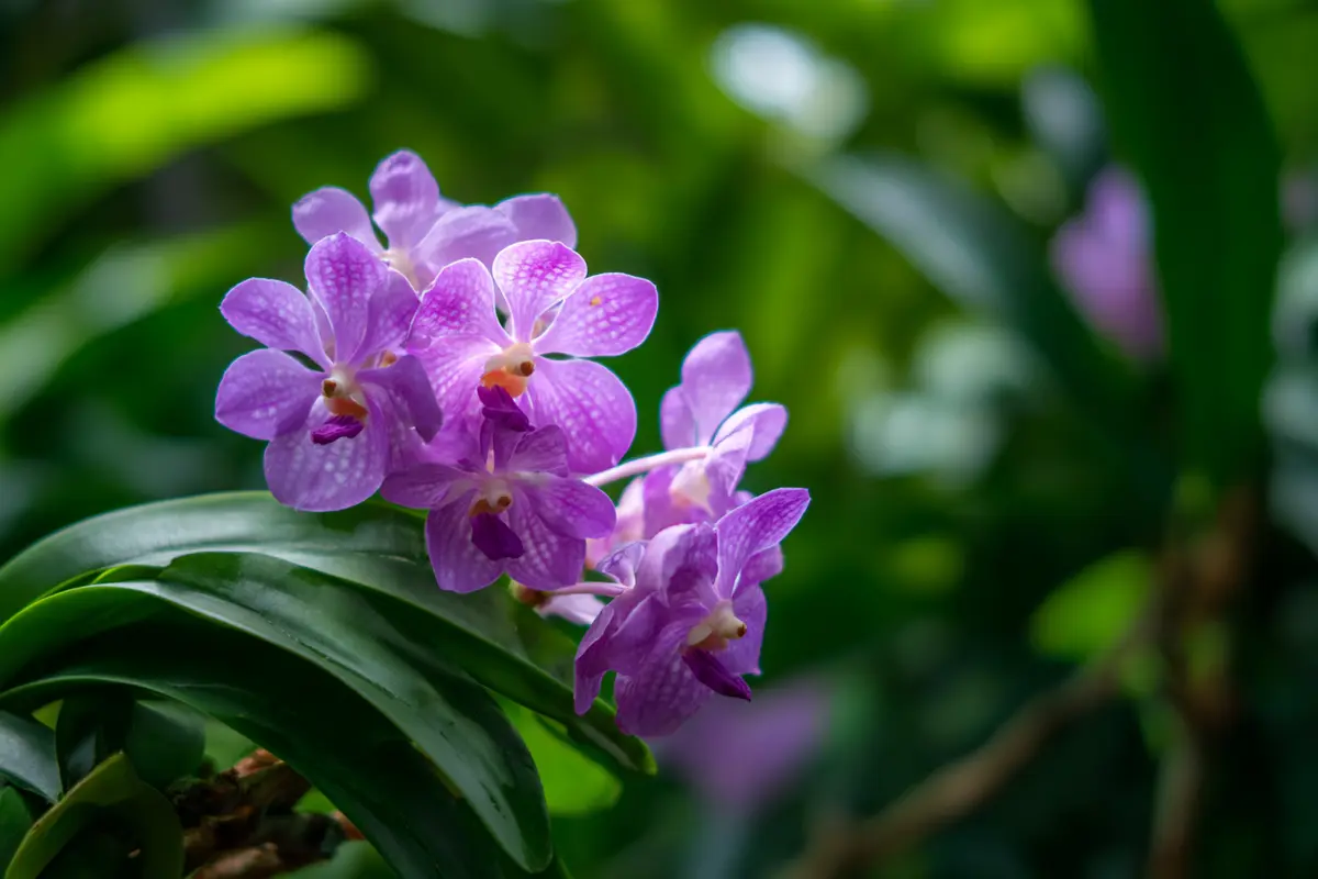 yaourt pour orchidyes le secret dune floraison incroyable 2
