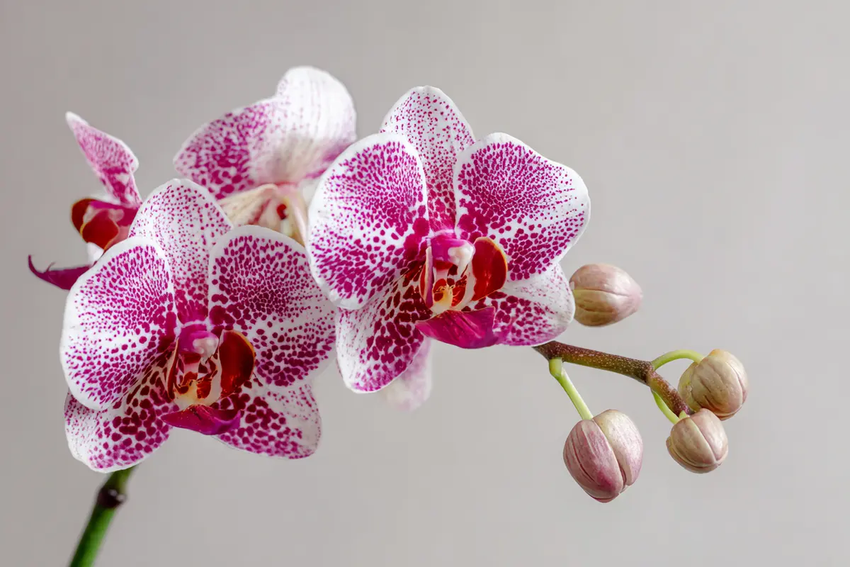 yaourt pour orchidyes le secret dune floraison incroyable