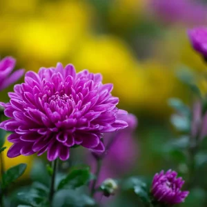 fleurs dautomne 6 plantes pour un jardin colory jusquen octobre