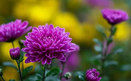 fleurs dautomne 6 plantes pour un jardin colory jusquen octobre
