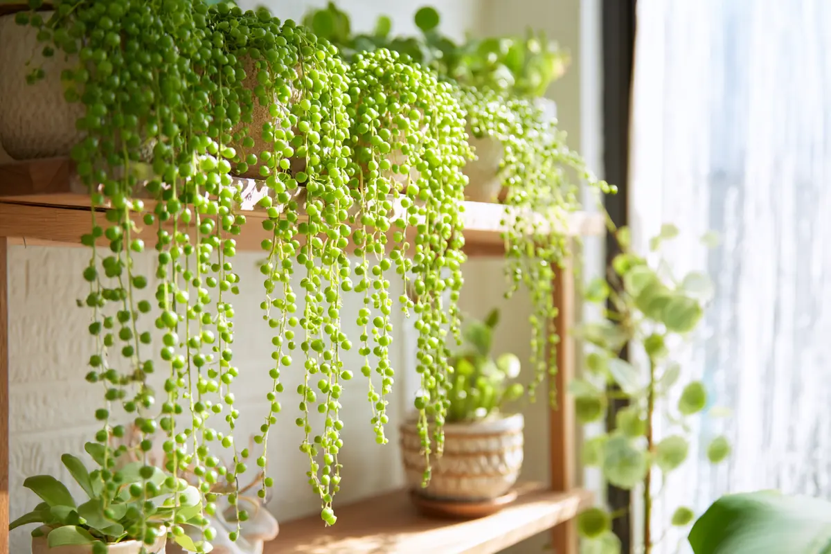 la plante star dinstagram facile y entretenir effet garanti 2