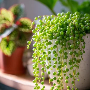 la plante star dinstagram facile y entretenir effet garanti