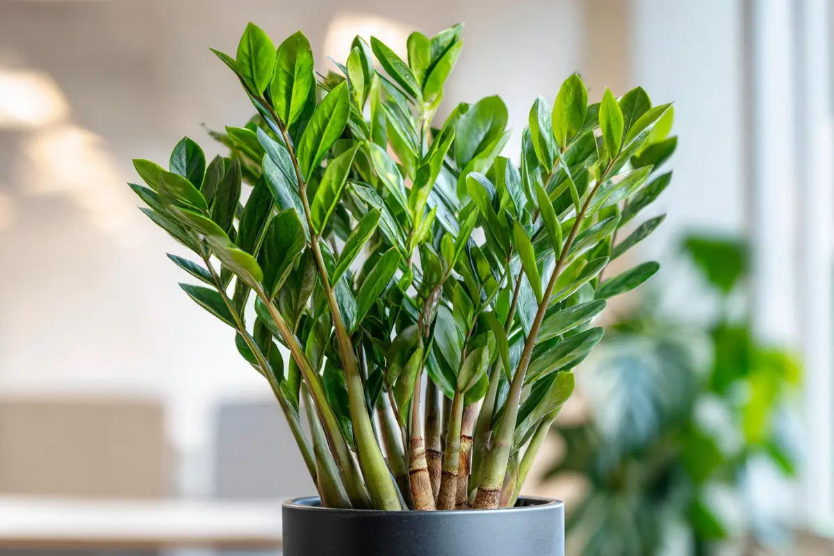 le zamioculcas est quasi indestructible mais une erreur fatale peut le tuer
