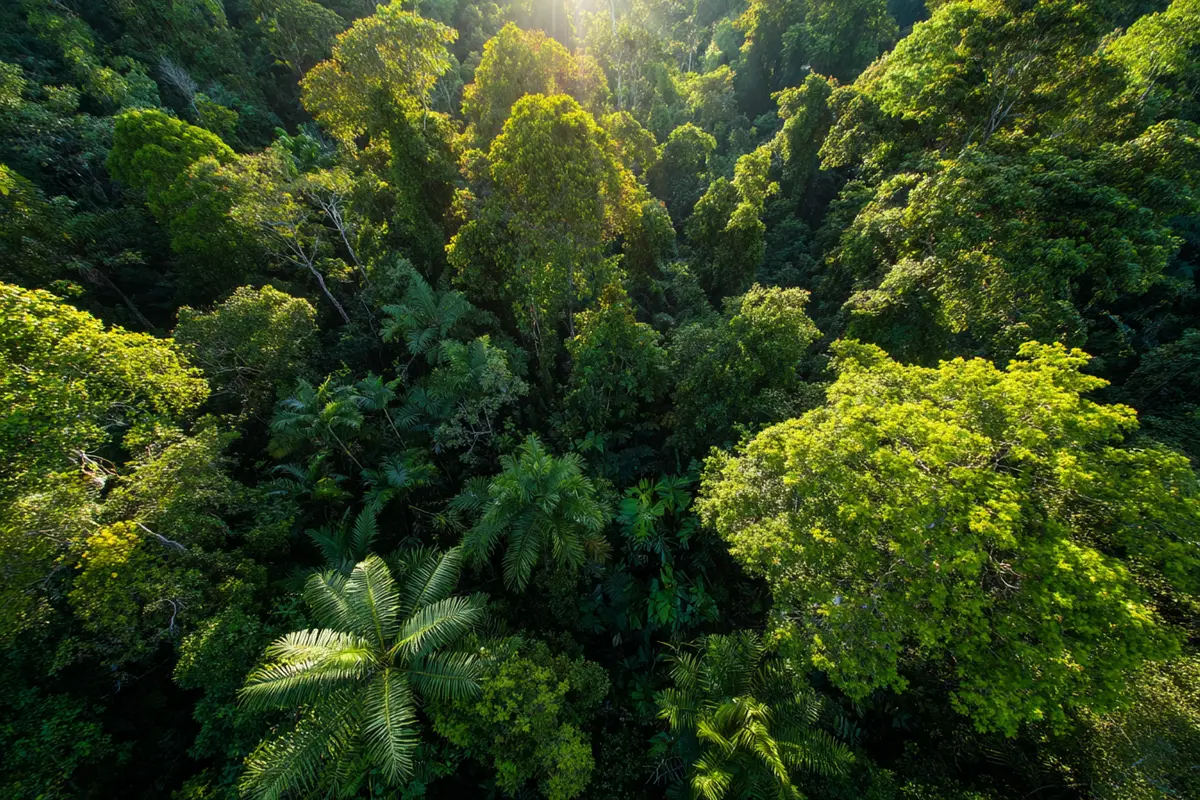 suriname dycouverte dune veine dor exceptionnelle 2